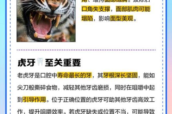 虎牙算命:面相虎牙分析 虎牙算命:面相虎牙分析