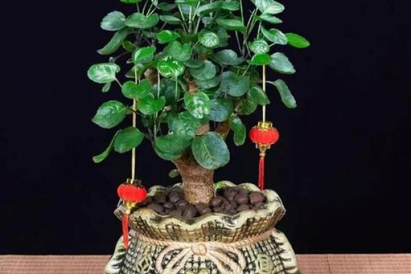 风水做生意家里养什么花好可以有利于财运