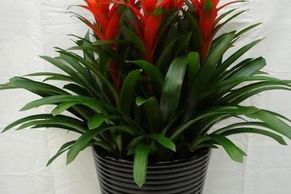 风水做生意家里养什么花好可以有利于财运