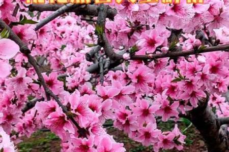 免费算命 异性缘很好的女命有哪些