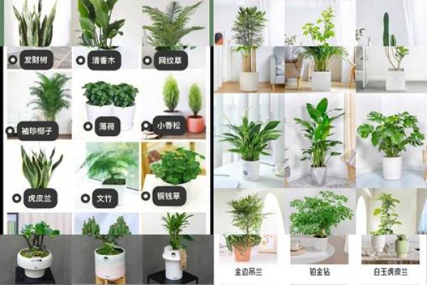 办公室摆放植物有什么风水讲究