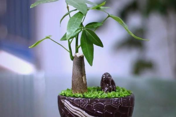 办公室摆放植物有什么风水讲究