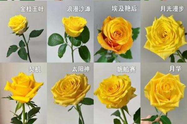 玫瑰花的风水和禁忌 玫瑰花的风水和禁忌