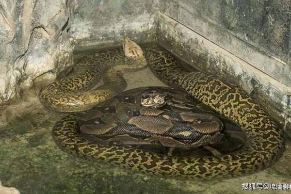 不好的风水_祖坟傍边有蛇脱皮情况