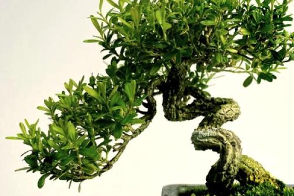 沈阳房子风水植物有哪些