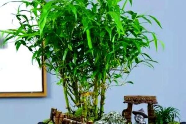 沈阳房子风水植物有哪些