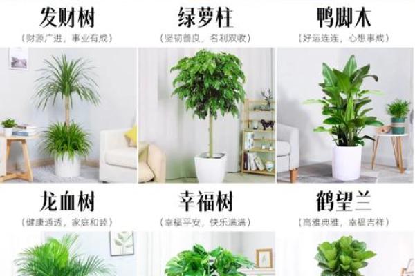办公室风水绿植选择有哪些可以带来财运