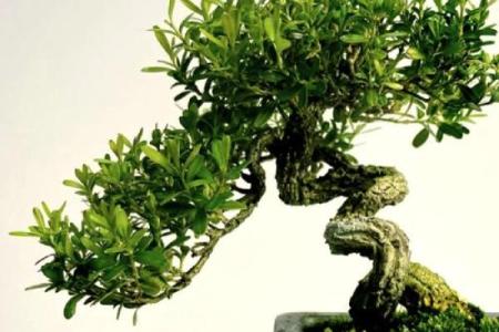 沈阳房子风水植物有哪些