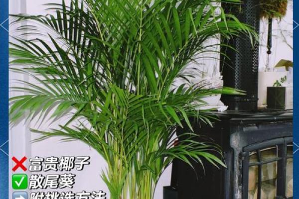 富贵椰子的风水寓意