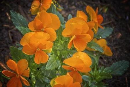 梦见瞎子算命说注意癌症