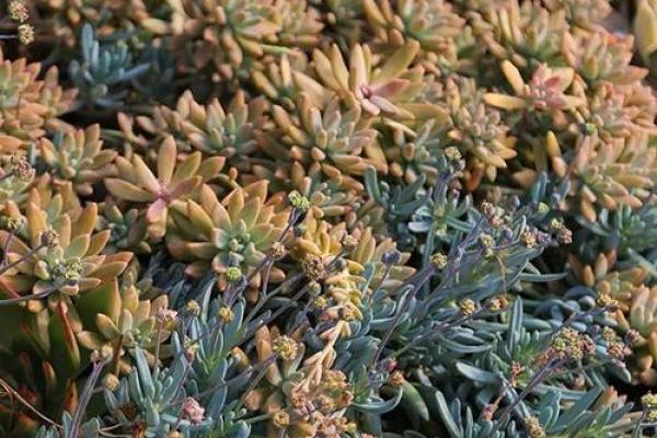 算命的说花园带天狗