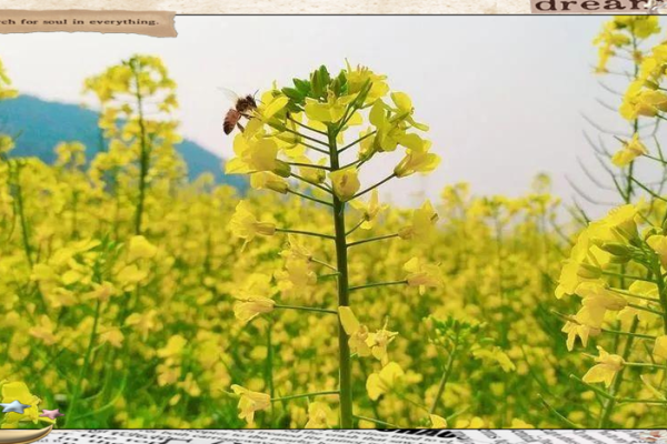 菜籽的风水作用