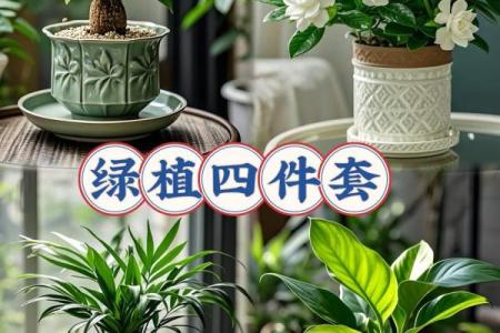 四季如春屋前种什么树最旺风水讲究
