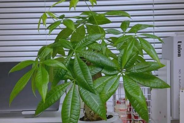 客厅植物摆放，风水摆放小常识