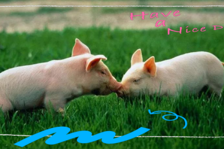 风水传说_猪来穷狗来富猫来头上顶白布