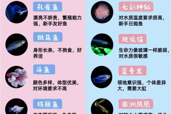 三的风水_鱼盆养几条鱼好