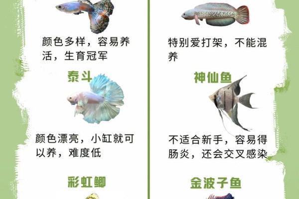 三的风水_鱼盆养几条鱼好