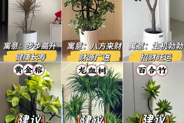 家庭绿植风水 家庭绿植风水好