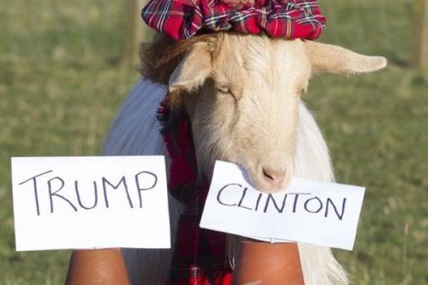 美国算命神人排名