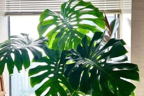 室内房间里养花须知的风水禁忌 室内房间里养花须知的风水禁忌