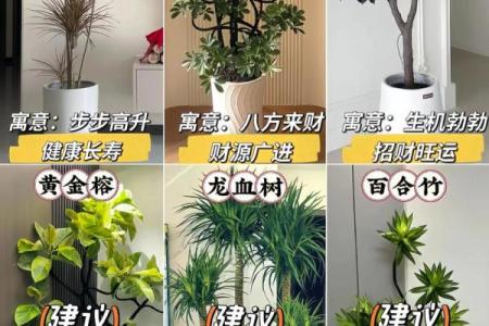 家庭绿植风水 家庭绿植风水好