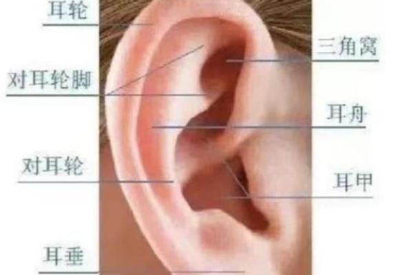从面相看耳朵，耳朵面相算命图解