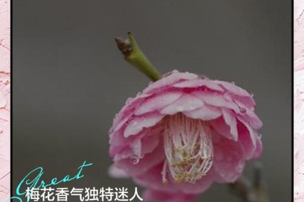 风水上家里可不可以养梅花