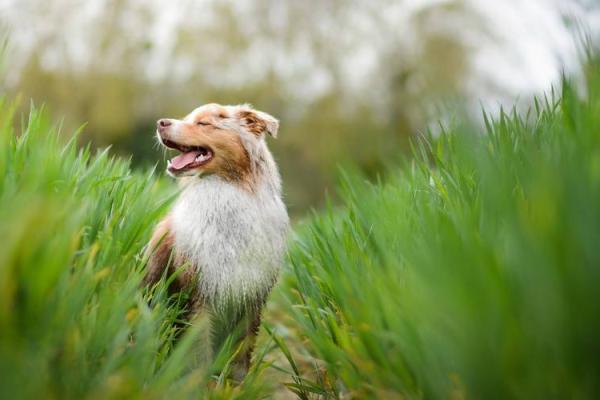 240812_今年下半年生肖属鼠的运势三 #八字 240812_今年下半年生肖属鼠的运势三 #八字