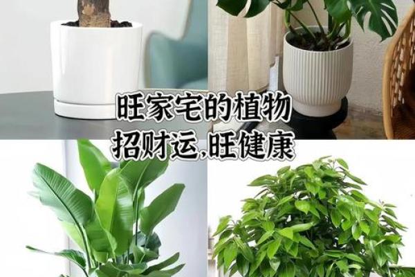 房子西边适合种什么植物风水好
