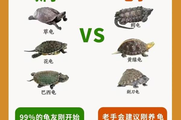 养多少只龟 养龟风水 养几只龟好 养多少只龟 养龟风水 养几只龟好