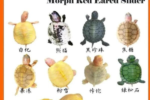 养多少只龟 养龟风水 养几只龟好 养多少只龟 养龟风水 养几只龟好