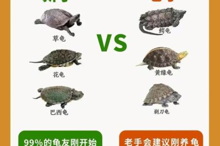 养多少只龟 养龟风水 养几只龟好