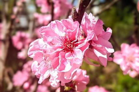 桃花风水_古人想告诉我们什么道理