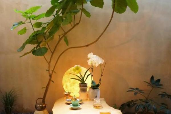 风水选择书房放什么植物好有助于学习氛围