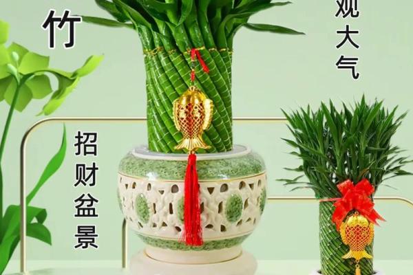 风水上富贵竹养多少颗比较旺财