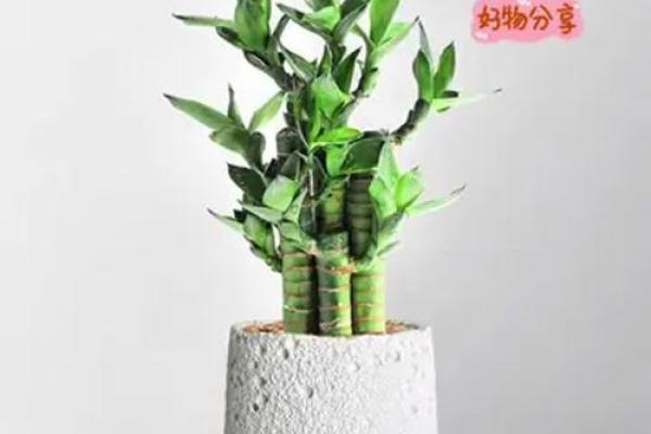 风水上富贵竹养多少颗比较旺财