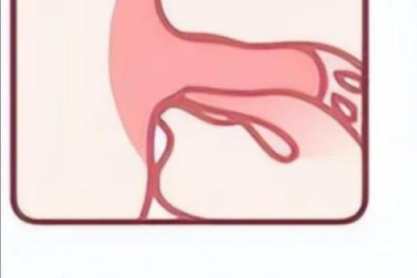 八字奶是什么意思