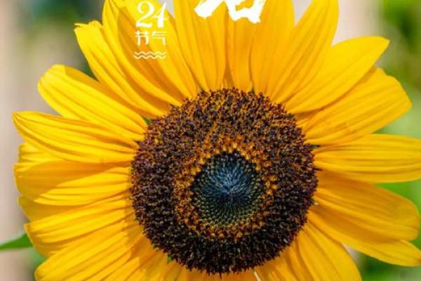 【塔罗测试】大暑节气后，运势会随着热气变旺吗？