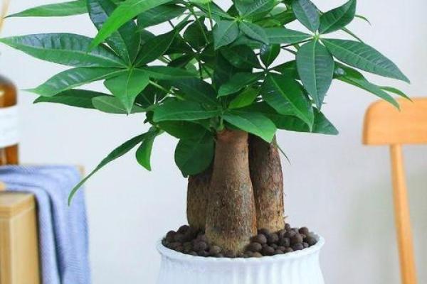 风水旺财_客厅旺财植物有哪些呢 风水旺财_客厅旺财植物有哪些呢