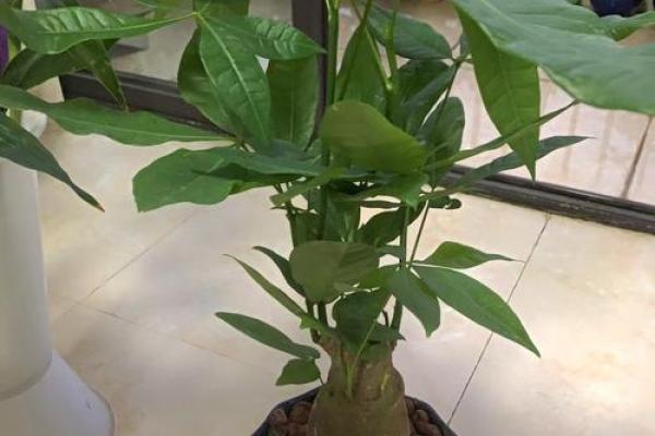 风水旺财_客厅旺财植物有哪些呢 风水旺财_客厅旺财植物有哪些呢