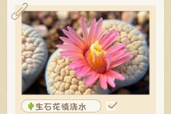 八字墙外花：探究八字墙外花的品种、养护和繁殖技巧