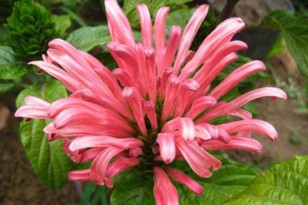 八字墙外花：探究八字墙外花的品种、养护和繁殖技巧