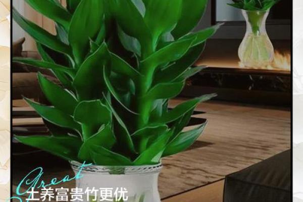 如何养殖富贵竹风水