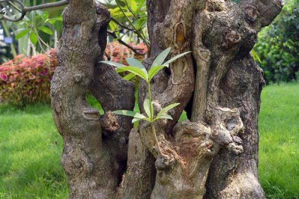 风水房子上长树